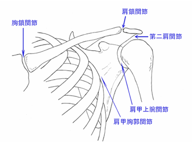 いわゆる「肩関節」の治療