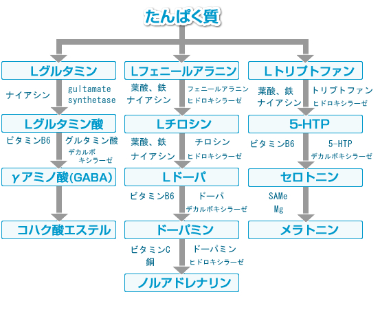 脳の中に入ることができるアミノ酸