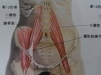 大腰筋正面像