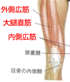 太もも前面の大腿四頭筋