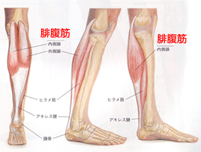 ふくらはぎの腓腹筋