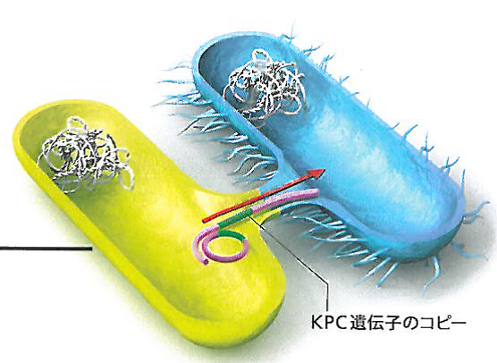 kampo